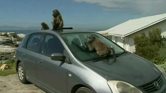 Kenya ayaa ka digtay in daanyeerta khamri la siiyo