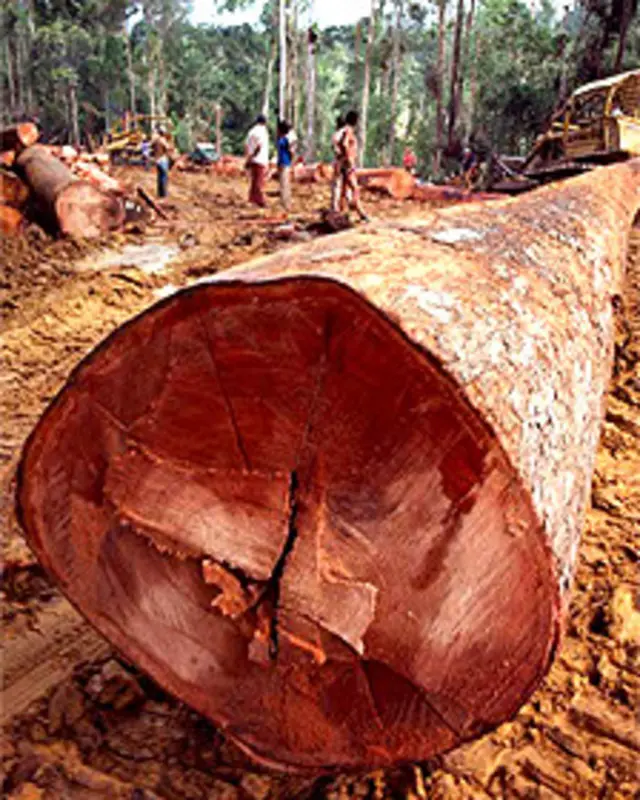 Árbol talado Foto gentileza PNUMA