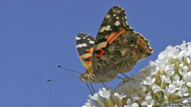 Vanesa de los cardos. Foto: cortesía Keith Warmington