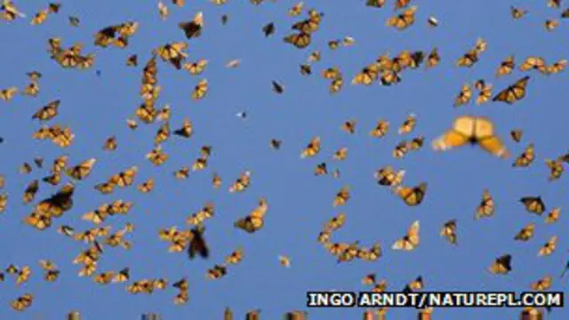 Vanesa de los cardos. Foto: cortesía Ingo Arnt Naturepl.com