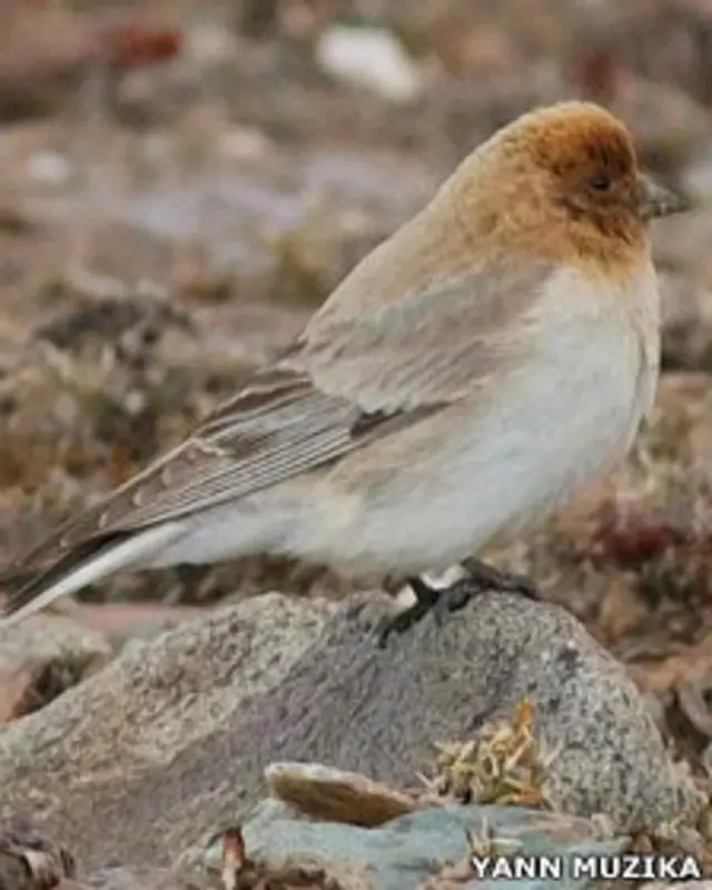 Pinzon montano de Sillem