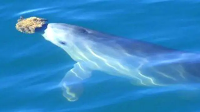 Delfin usando una esponja para proteger su nariz mientras busca alimento