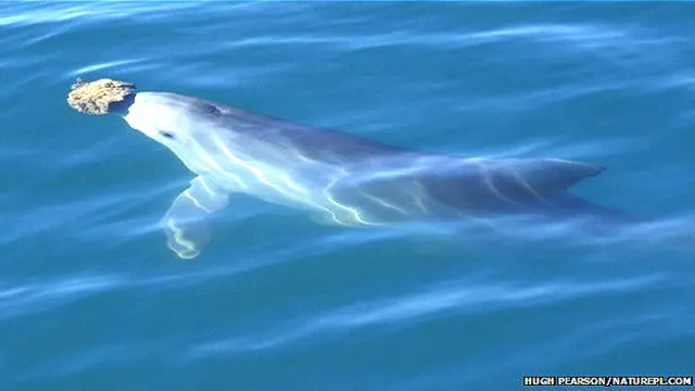 Delfín usando una esponja para proteger su nariz mientras busca alimentos 