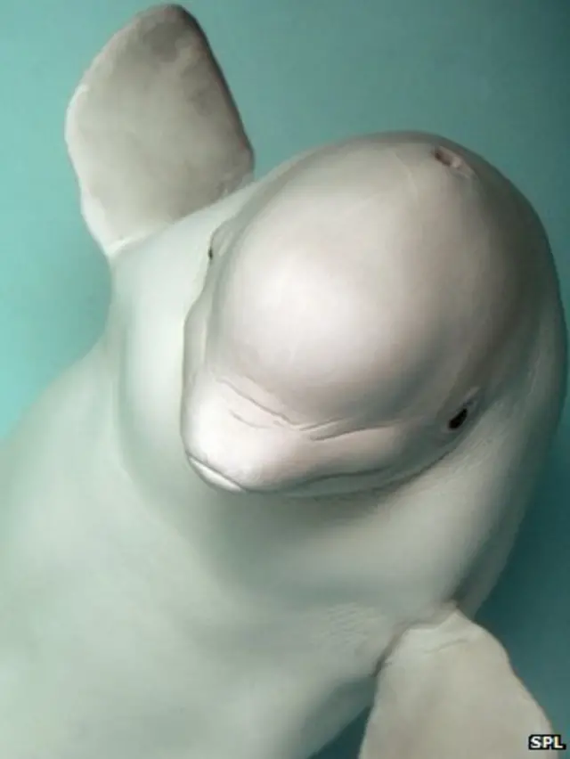 Ballena beluga