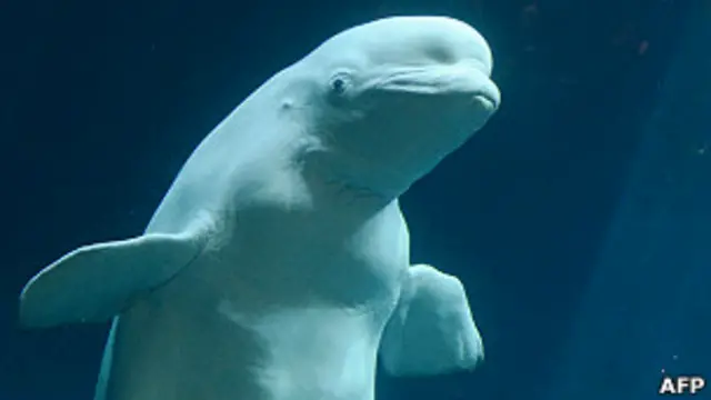 Ballena beluga