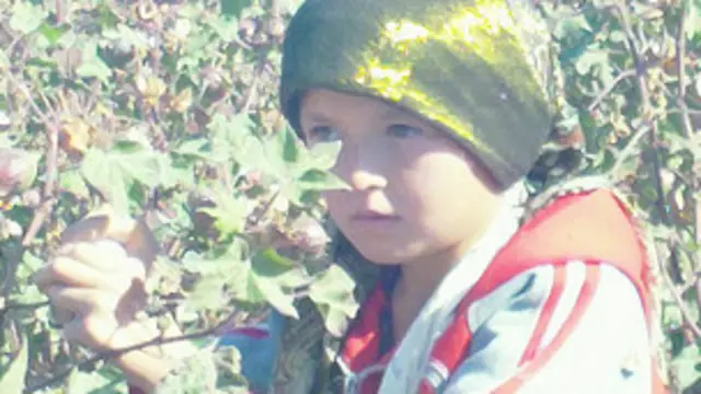 Австралияда Ўзбекистон пахтасига қаршилик