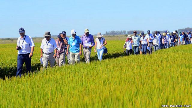 Investigadores de arroz de distintos continentes visitando plantanciones en Uruguay