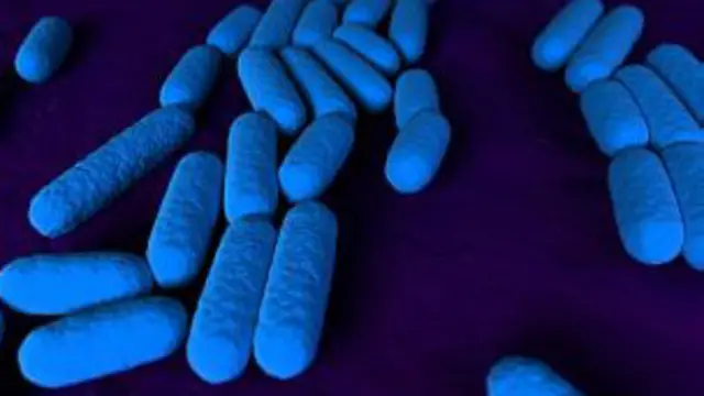La bacteria Bacillus subtilis