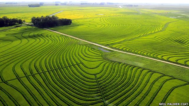 Plantaciones de arroz en Uruguay Foto Neil Palmer CIAT