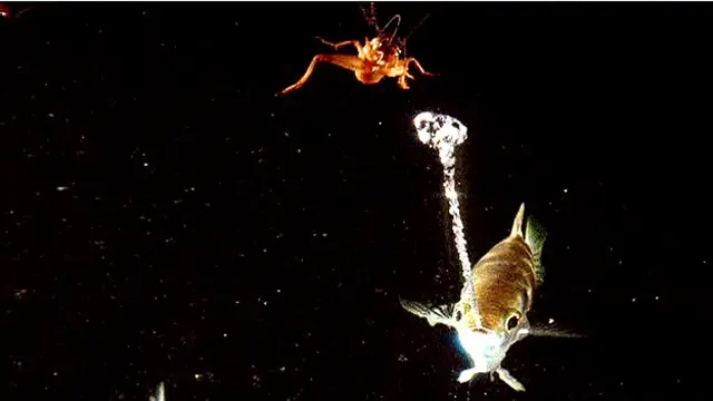 Pez arquero lanzando un chorro de agua con su boca para derribar un insecto