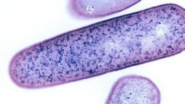 Clostridium difficile