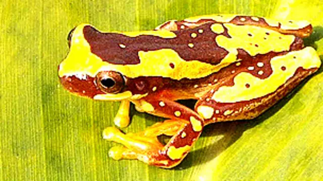 Dendropsophus ebraccatus