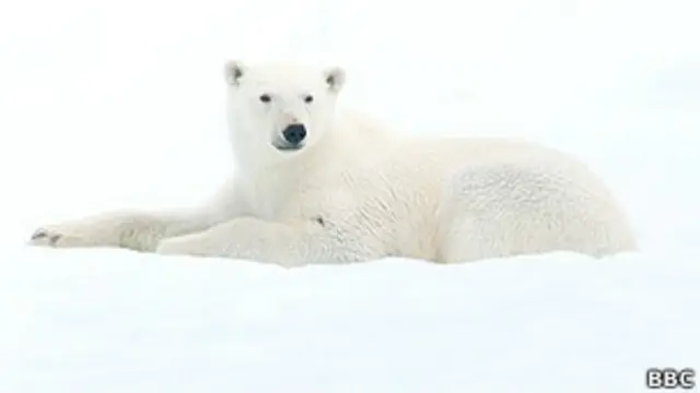 Santuario de osos polares