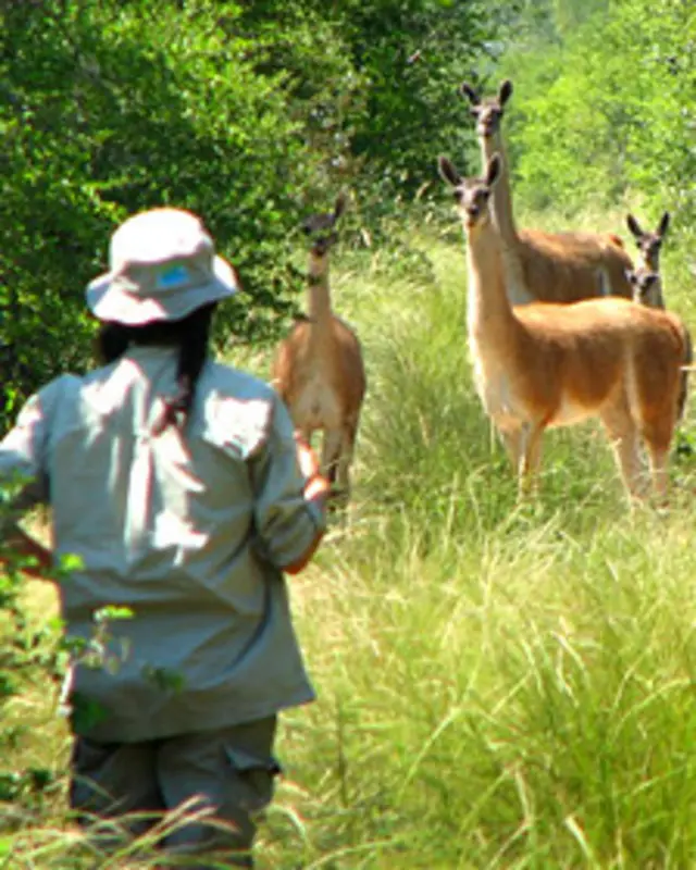 Guanacos