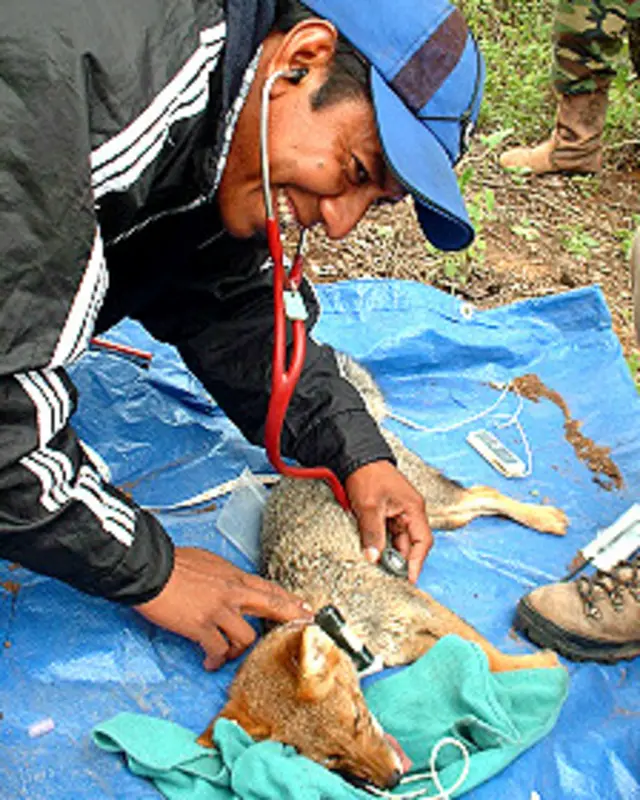 Jorge Segundo con un zorro que fue atrapado para colocarle un radiocollar