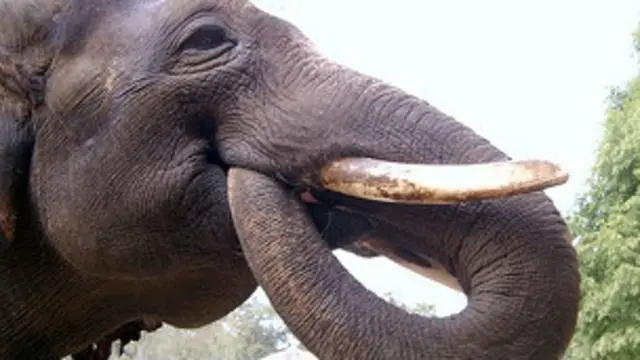 कोरिया हाथी