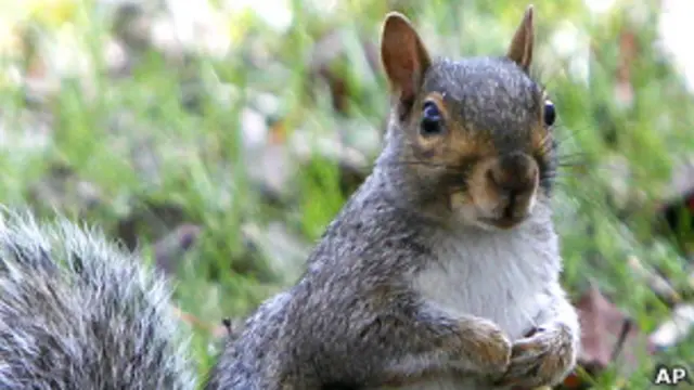 Ardilla gris