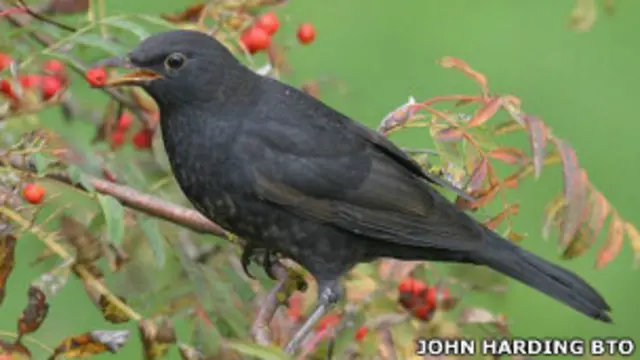 Черный дрозд