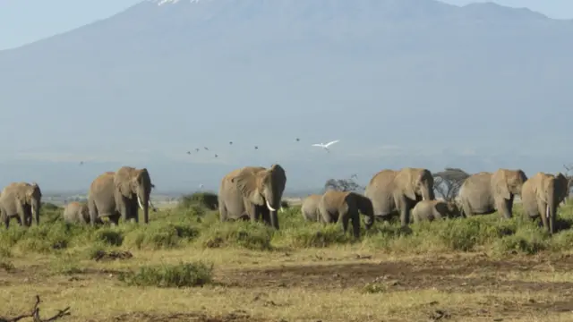 अफ्रीका हाथी