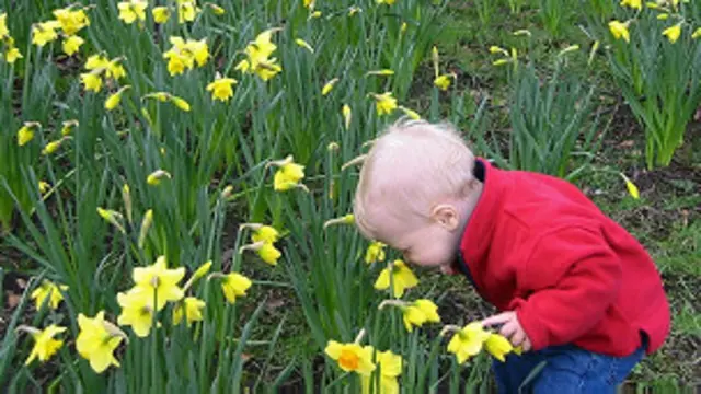 اس تحقیق سے ظاہر ہوتا ہے کہ تمام بوئیں ممکنہ طور پر صرف دس بنیادی اجزا کے ملاپ سے بنتی ہیں