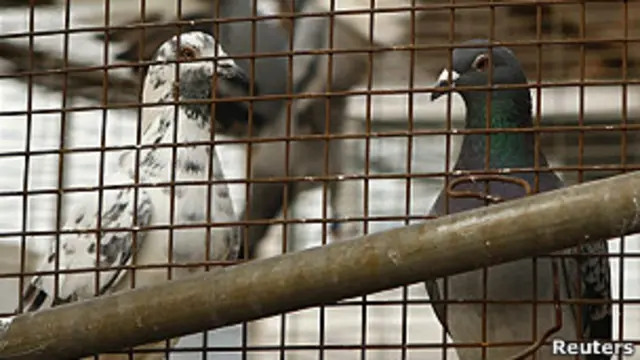 Palomas enjauladas en Pekín