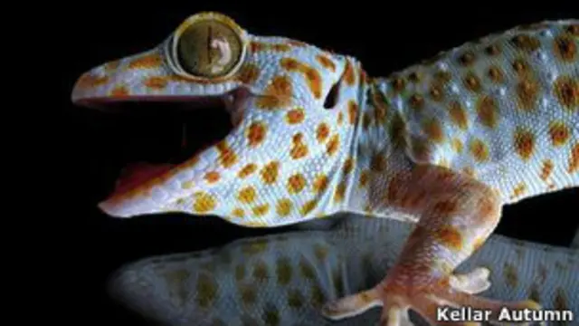 දින පහකට අධික කාලයක් එම සතුන්ට ආහාර හෝ ජලය ලබා දී නැහැ