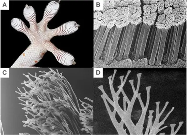 A. Las patas de los gecos están cubiertas de una serie de lamelas. B. Millones de pelos microscópicos cubren cada dedo.C. Cada pelo acaba en miles de puntas diminutas. D. Estas puntas están muy por debajo del límite de espectro visible.