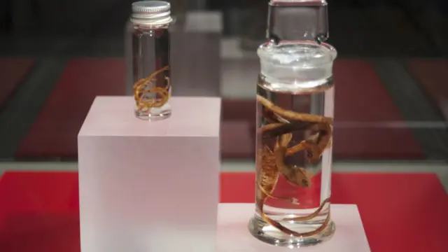 Выставка "Звери секса"