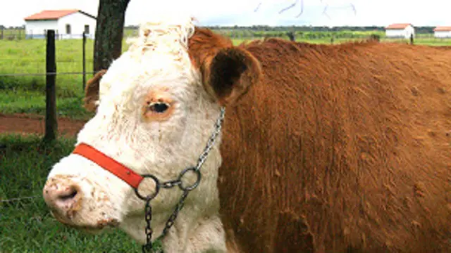 Vitoria, primera vaca clonada por Embrapa en 2001 Foto gentileza Embrapa