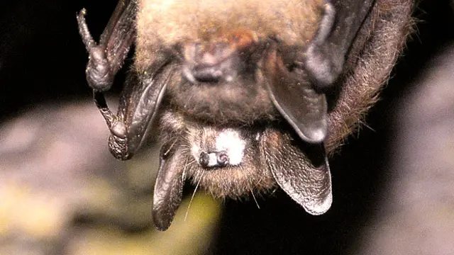 Murciélago con síntomas del síndrome de nariz blanca