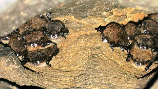 Murciélagos con síntomas del síndrome de nariz blanca
