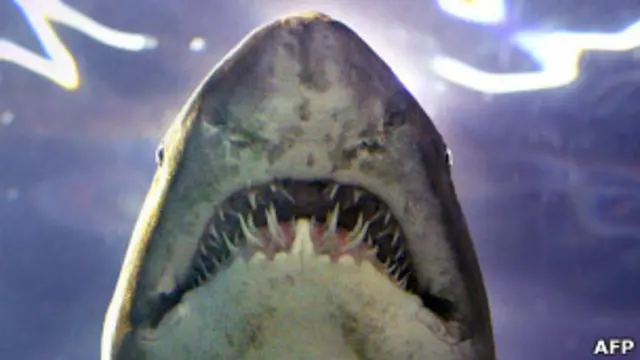  Mordedura de tiburon