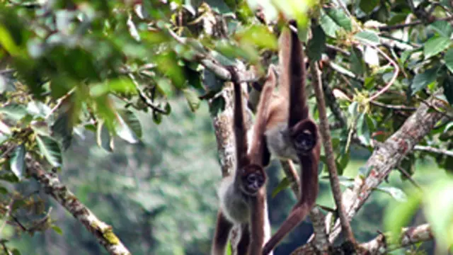 Marimondas (Ateles hybridus)