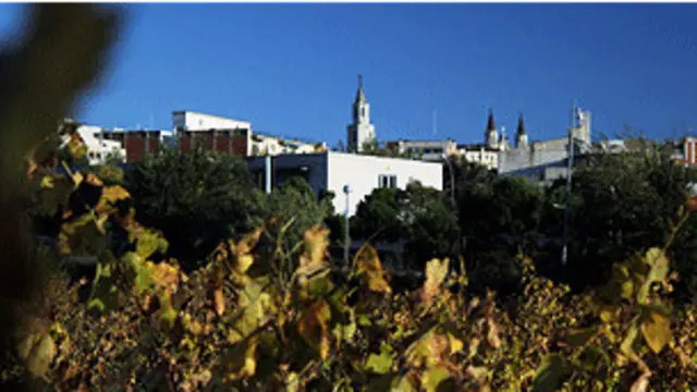 Viñas en Vilafranca