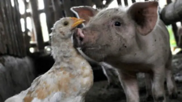 सुआरों से फैलता है इबोला