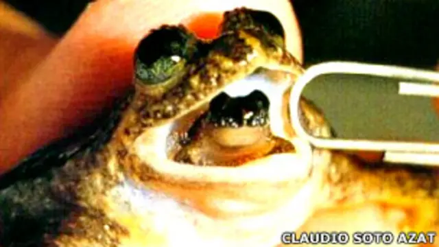 rana incubadora gastrica (Rheobatrachus silus) de Australia. Esta especie se extinguió en la década de los 80, y era la única especie que hacía algo similar a la Ranita de Darwin.