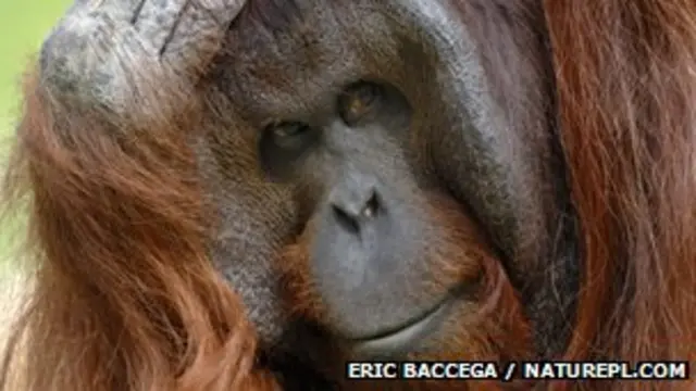Orangután