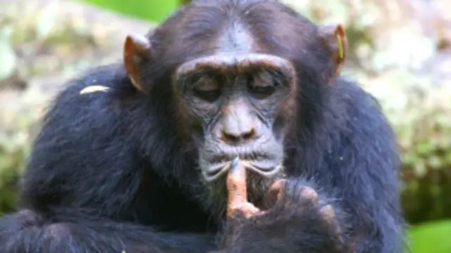 चिंपाजी