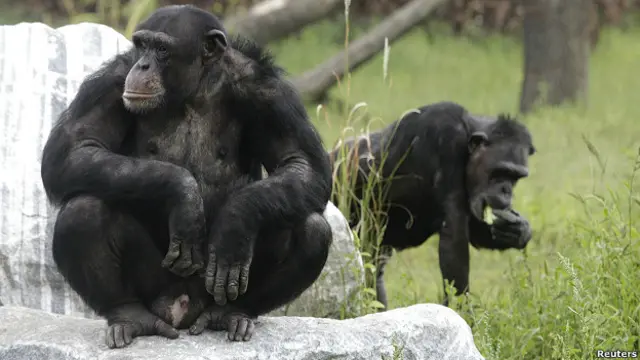 वनमानुष