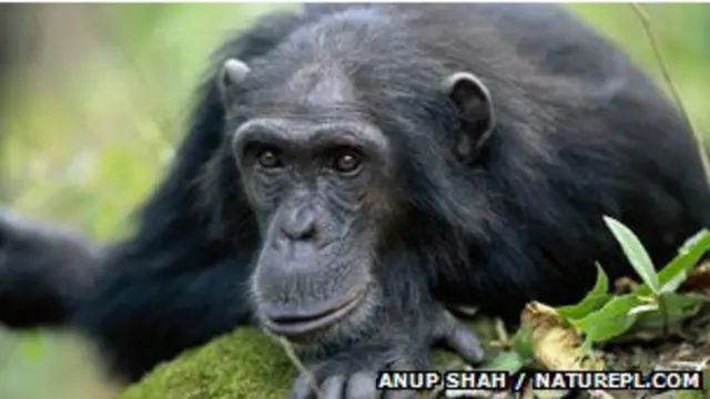 वनमानुष