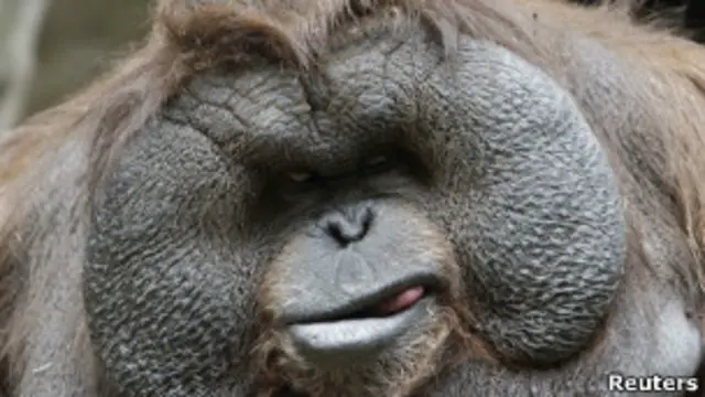 Орангутанг