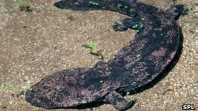 ये प्रजाति पिछले 30 सालों में तेज़ी से घटी है.