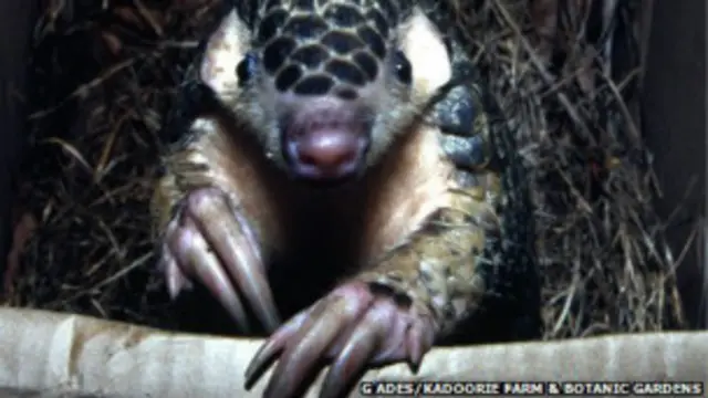 इस जीव पर शोध करने वाले कहते हैं कि ये बड़े मज़ाकिया अंदाज़ वाला है