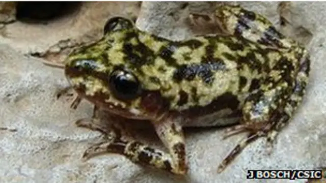 ये मेंढक मयोर्का द्वीप पर पाया जाता है जिनकी संख्या 500-1500 जोड़ों के बीच आंकी गई है. 