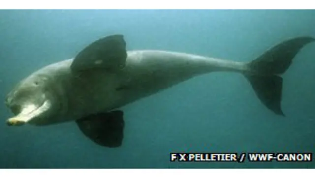 गंगा नदी की डॉल्फिन की नज़रें कमज़ोर होती हैं