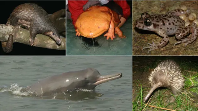 क्या जानवरों के संगरक्षण की परियोजनाएं भी खूबसूरती के पूर्वाग्रहों से ग्रस्त हैं. 