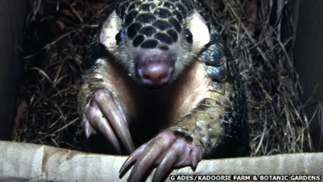 世界上最濒危的动物之一