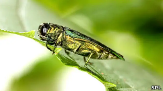 Barrenador esmeralda del fresno