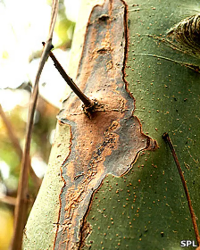 Fresno afectado por el hongo chalara fraxinea