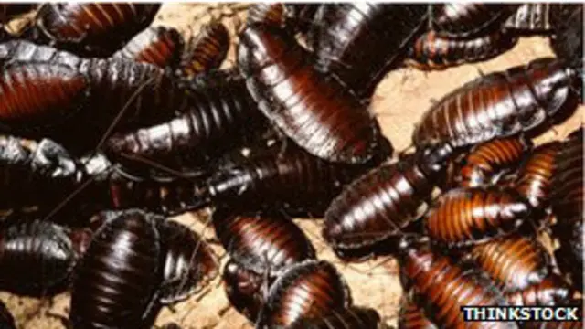 कॉकरोचों के लिए तैयार किए गए कुछ कीटनाशक उन पर असर नहीं कर रहे हैं